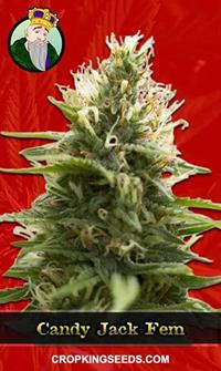 Candy Jack Feminized