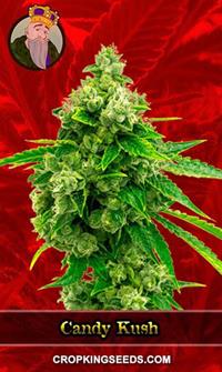 Candy Kush Feminized