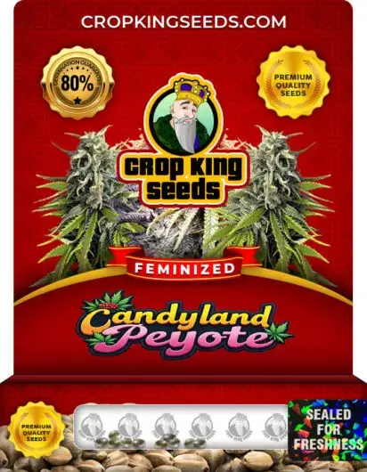 Candyland Peyote Feminized
