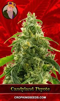 Candyland Peyote Feminized
