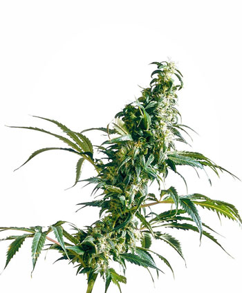 mexican-sativa-image
