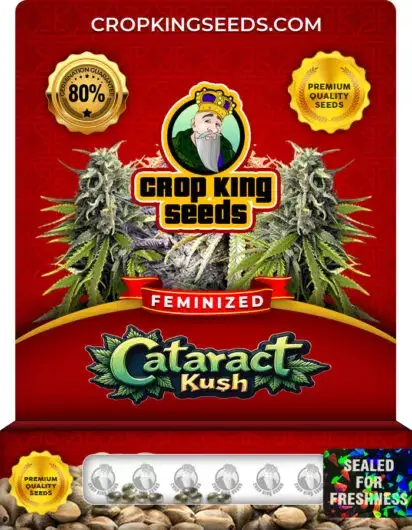 Cataract Kush Feminized