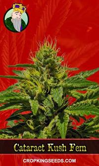Cataract Kush Feminized