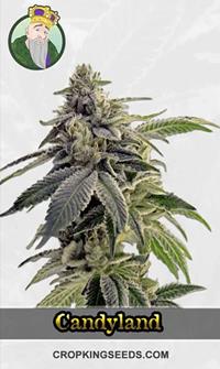 CBD Candyland (1:1)