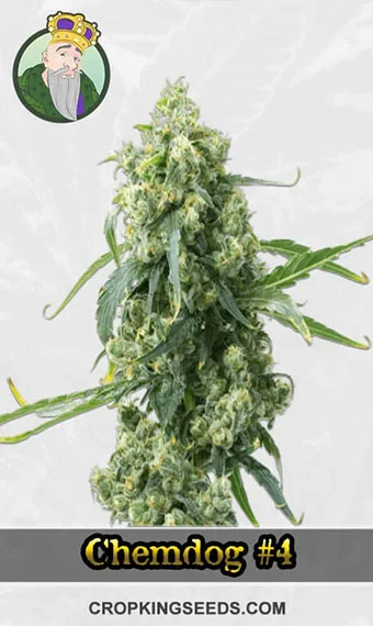 cbd-chemdog-4-feminized-image