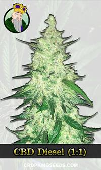 CBD Diesel (1:1)