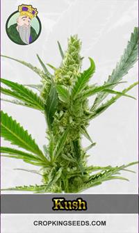 CBD Kush (1:1)