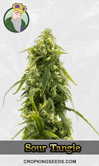 CBD Sour Tangie (1:20)