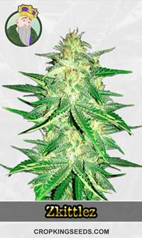 CBD Zkittlez (1:1)