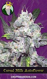 Cereal Milk Autoflowering