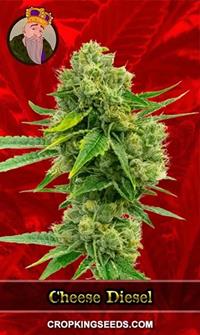 Cheese Diesel Feminized