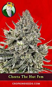 Cheeta The Hut Feminized