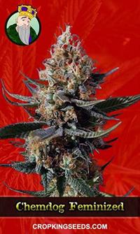 Chemdog Feminized