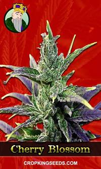 Cherry Blossom Feminized