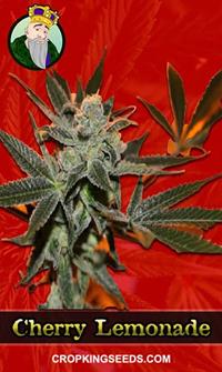 Cherry Lemonade Feminized