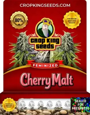 Cherry Malt Feminized