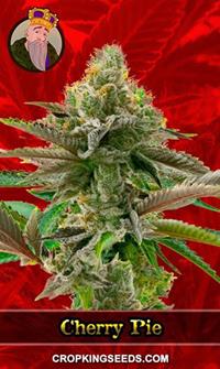 Cherry Pie Feminized