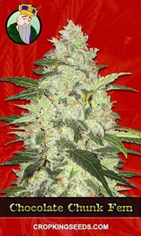 Chocolate Chunk Feminized