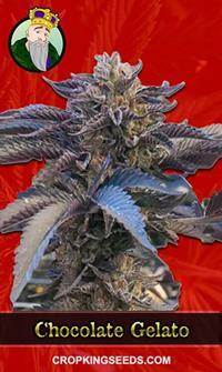 Chocolate Gelato Feminized