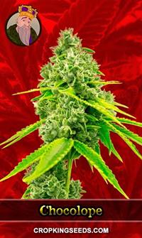 Chocolope Feminized
