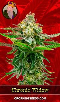 Chronic Widow Feminized