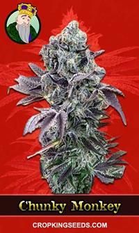 Chunky Monkey Feminized