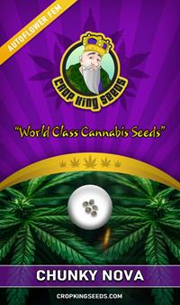 Chunky Nova Autoflowering Feminized