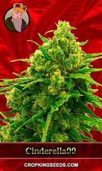 Cinderella99 Feminized