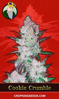 Cookie Crumble Feminized