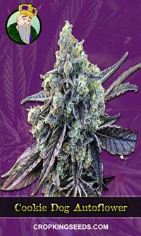 Cookie Dog Autoflowering