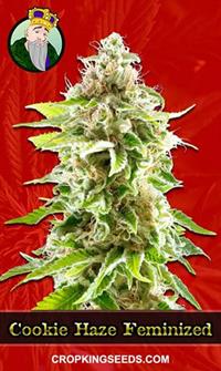 Cookie Haze Feminized