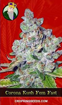 Corona Kush Feminized Fast Version