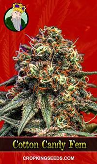 Cotton Candy Feminized