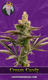 Cream Candy Autoflower