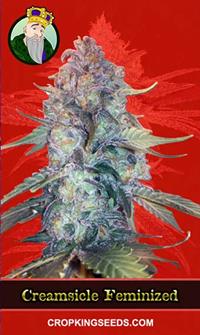 Creamsicle Feminized