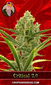 Critical 2.0 Feminized