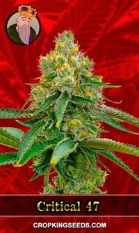 Critical 47 Feminized