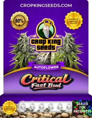 Critical Fast Bud Autoflower