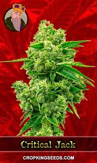 Critical Jack Feminized