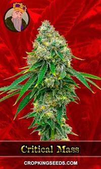 Critical Mass Feminized