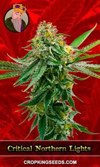 Critical Northern Lights Feminized