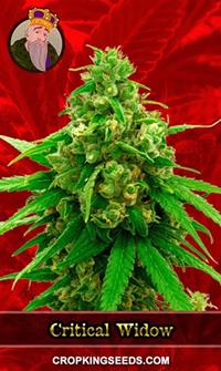 Critical Widow Feminized