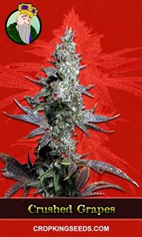 Crushed Grapes Feminized