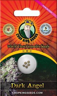 Dark Angel Feminized