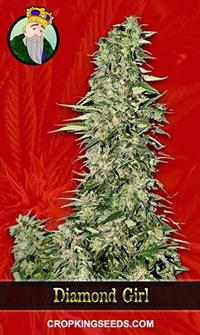 Diamond Girl Feminized