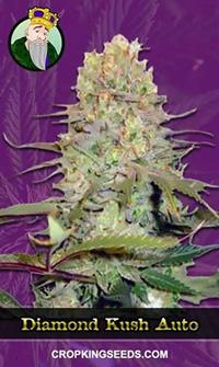 Diamond Kush Autoflowering
