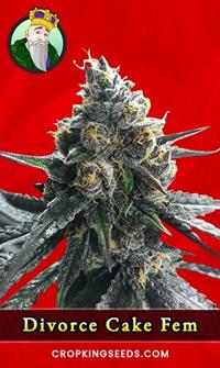 Divorce Cake Feminized