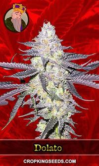 Dolato Feminized