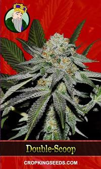 Double-Scoop Feminized