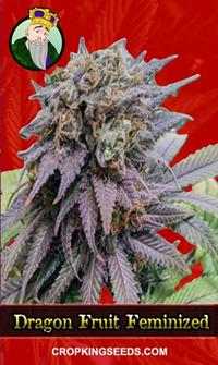 Dragon Fruit Feminized